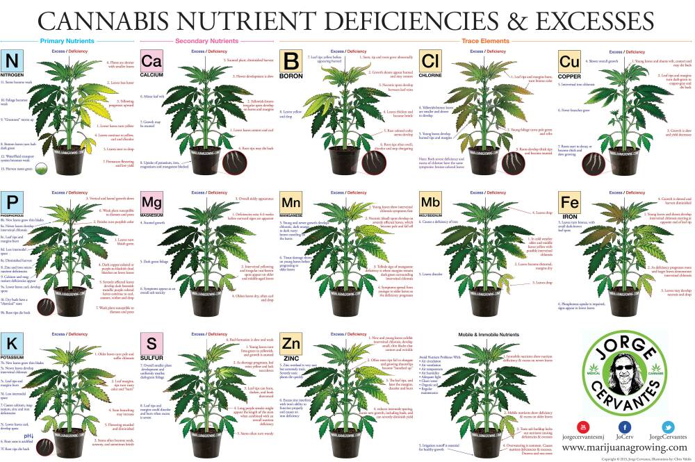 Gráfico comparativo de necesidades NPK por fase